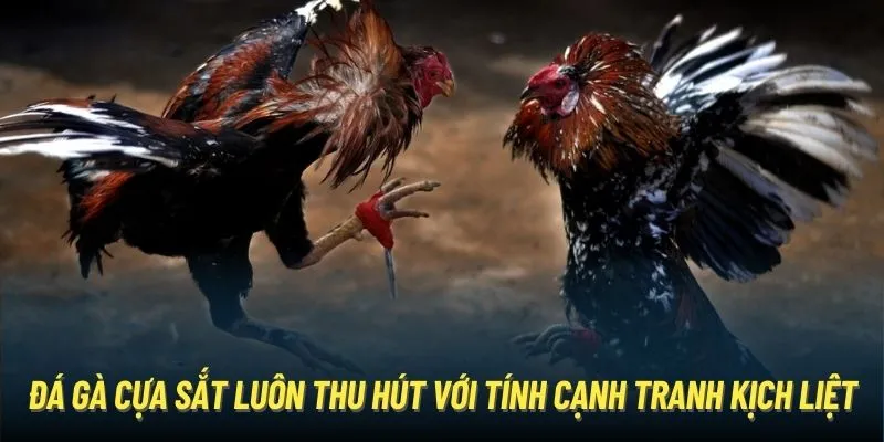 Đá gà cựa sắt luôn thu hút với tính cạnh tranh kịch liệt