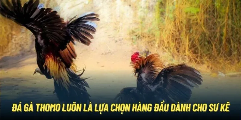 Đá gà Thomo luôn là lựa chọn hàng đầu dành cho sư kê