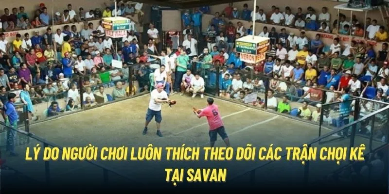 Lý do người chơi luôn thích theo dõi các trận chọi kê tại Savan