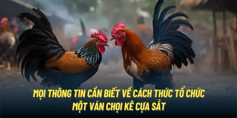 Mọi thông tin cần biết về cách thức tổ chức một ván chọi kê cựa sắt