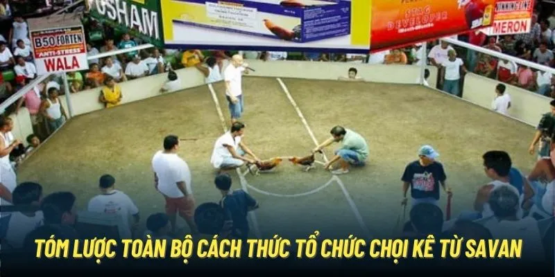 Tóm lược toàn bộ cách thức tổ chức chọi kê từ Savan