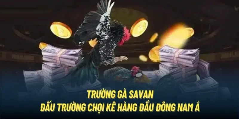 Trường gà Savan - Đấu trường chọi kê hàng đầu Đông Nam Á